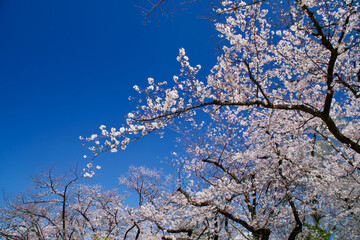 上野恩賜公園の桜