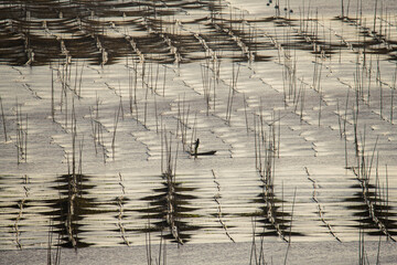 Farmers work at a seaweed farm in Xiapu county, China's Fujian province  © gnomeandi