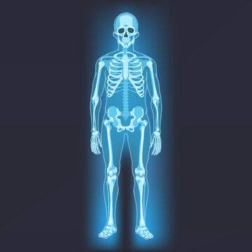Vector Human Skeleton. Anatomical Illustration