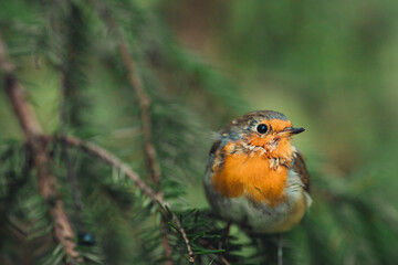 robin on a branch