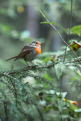 robin on a branch