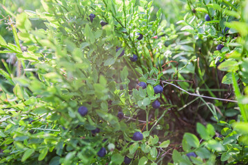 Fresh organic ripe wild blueberries in the bush. Grow naturally in fields