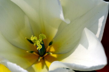 Fototapeta na wymiar Blick in eine sehr schöne Tulpenblüte in weiß-gelb