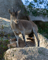 goat suckling her young on a rock.
