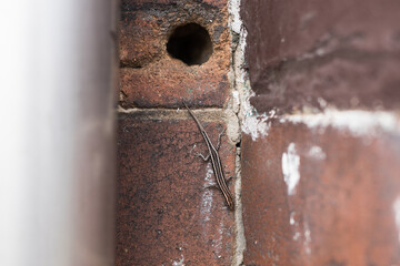 Lizard on a wall