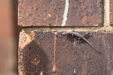 Lizard on a wall