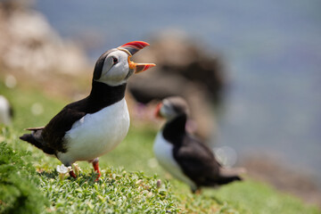 puffin standing on a rock cliff . fratercula arctica