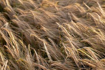 wheat field in growth in summer before harvest
