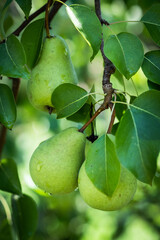 Pear on a branch in an orchard
