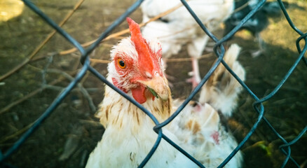 white rooster behind the mesh fence. close-up of a cock in a cage
