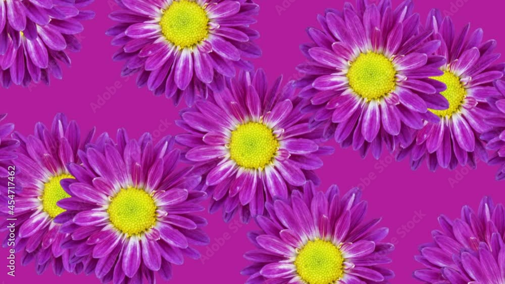 Poster chrysanthemums on a purple background moving mosaic. seamless loop animated floral pattern