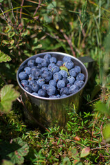 blueberries in a mug