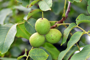 Walnuts (Juglans regia) on a walnut tree
