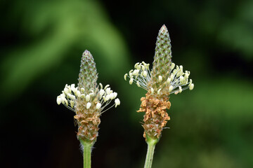 Plantain flowers (Plantago lanceolata) used as medicinal herbs
