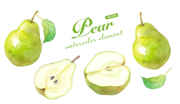 秋のフルーツ：西洋梨の水彩イラスト。エレメントのセット。（ベクターデータ）