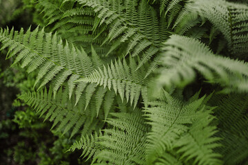 Natural green fern leaf texture wallpaper background. Top view. Copy space.