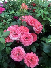 Куст роз флорибунда в летнем саду