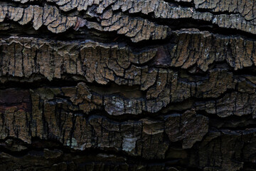 tree bark and texture with cracked lines