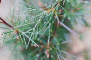 native Australian grevillea plant with rain droplets all over the leaves at shallow depth of field