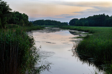 Fototapeta na wymiar River with reeds in the evening