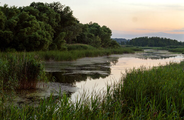 Fototapeta na wymiar River with reeds in the evening