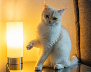 weiße Katze Pfote hoch