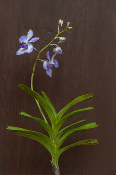 Closeup view of blooming white and purple blue vanda coerulea epiphytic orchid species isolated on dark wood background	
