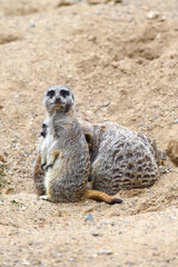 Meerkat in group standing fighting playing and doing funny pose