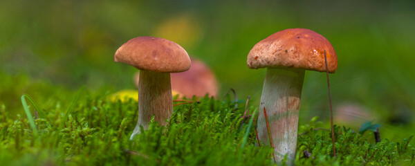 the mushroom grows in the forest.