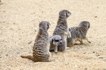 Meerkat in group standing fighting playing and doing funny pose