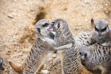 Meerkat in group standing fighting playing and doing funny pose - Powered by Adobe
