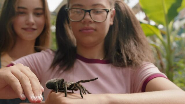 teenage girls playing with tarantula spider friends taking photos using smartphone sharing zoo excursion on social media having fun learning about arachnids at wildlife sanctuary 4k