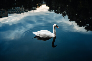 A white swan swims in a pond with reflections of the city