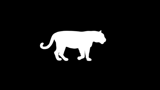 Silhouette of the white tiger, animation on the black background