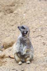Meerkat in group standing fighting playing and doing funny pose
