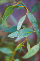 native Australian eucalyptus gum tree plant outdoor with rain droplets on its leaves