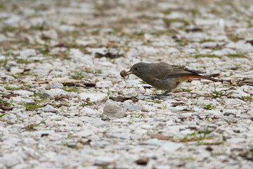 Weiblicher Hausrotschwanz (Phoenicurus ochruros)