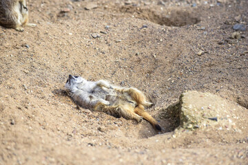 Fototapeta premium Meerkat in group standing fighting playing and doing funny pose