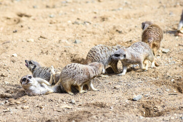 Fototapeta premium Meerkat in group standing fighting playing and doing funny pose