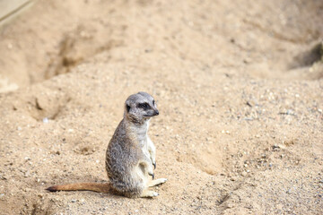 Fototapeta premium Meerkat in group standing fighting playing and doing funny pose