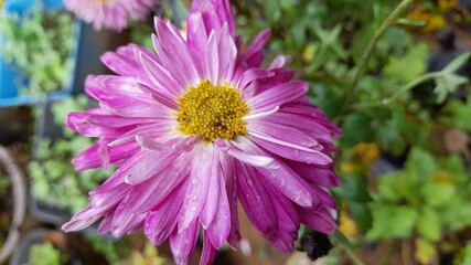 Obraz premium purple and yellow flower