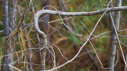 &Eacute;l&eacute;ments forestiers divers, dans la for&ecirc;t des Landes de Gascogne