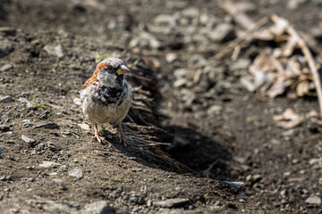 Beautiful sparrow sitting on a brown soil in summer.