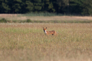 Red fox Vulpes vulpes in the meadow in search of food - the natural habitat of the fox - rural landscape, natural meadow, red predator