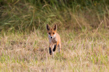 Red fox Vulpes vulpes in the meadow in search of food - the natural habitat of the fox - rural landscape, natural meadow, red predator