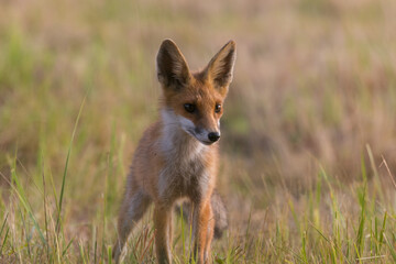 Red fox Vulpes vulpes in the meadow in search of food - the natural habitat of the fox - rural landscape, natural meadow, red predator