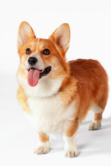Cute Welsh Corgi Pembroke dog standing on empty background, looking up. Ginger and white color, adorable eyes and face expression, licking with tongue out, waiting for treats or food. Copy space.