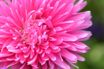 Pink aster flower closeup.