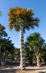 Sabal palmetto also known as cabbage palm, cabbage palmetto, sabal palm,