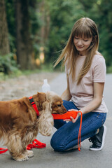 Pet walker having a stroll with cocker spaniel